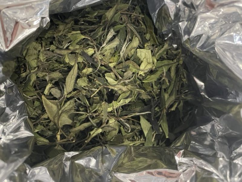 福鼎白茶寿眉百年老茶树