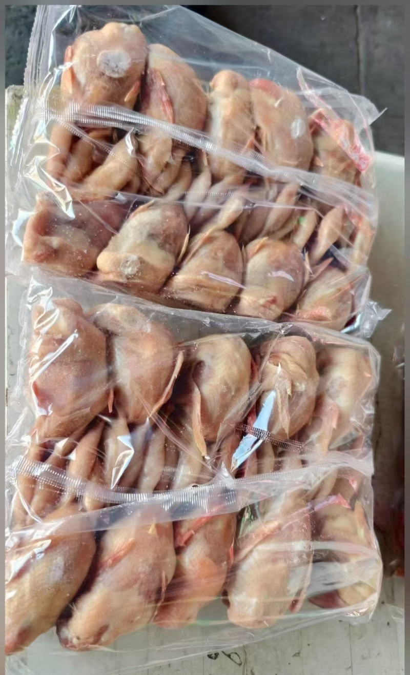 鹌鹑个头大，干净无毛