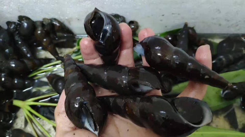 海南螺