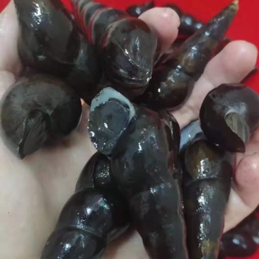 海南螺