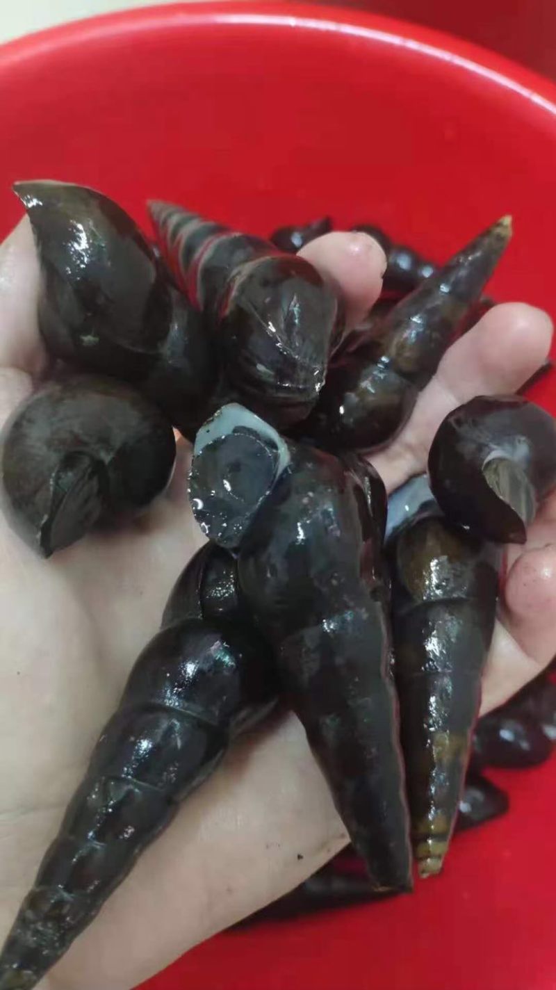 海南螺