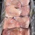 前肘后肘都是鲜品分品分割，6-9个头有都有