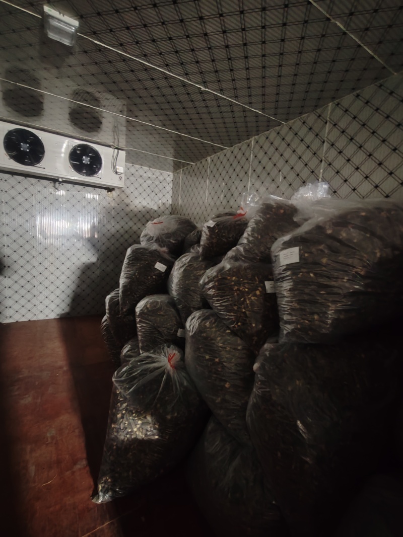 遂昌头茬大棚羊肚菌干