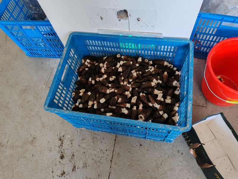 遂昌头茬大棚羊肚菌干