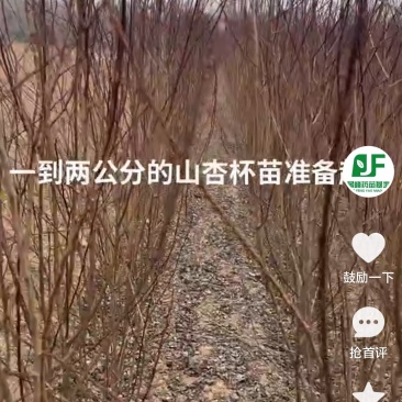 苗木，种子