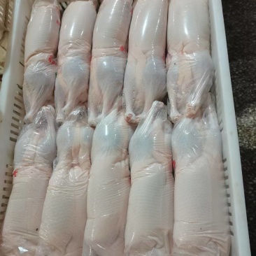 小白条鸭
