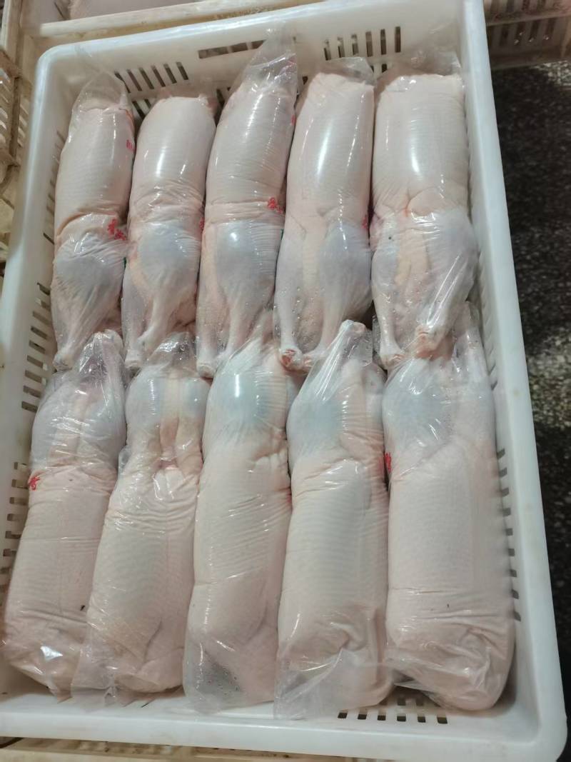 小白条鸭