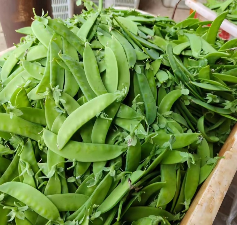 云南荷兰豆，新鲜出炉，品质杠杠的，基地直发