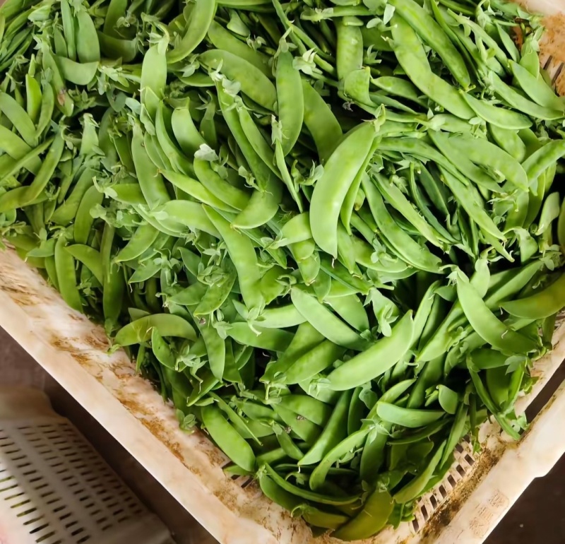 云南荷兰豆，新鲜出炉，品质杠杠的，基地直发