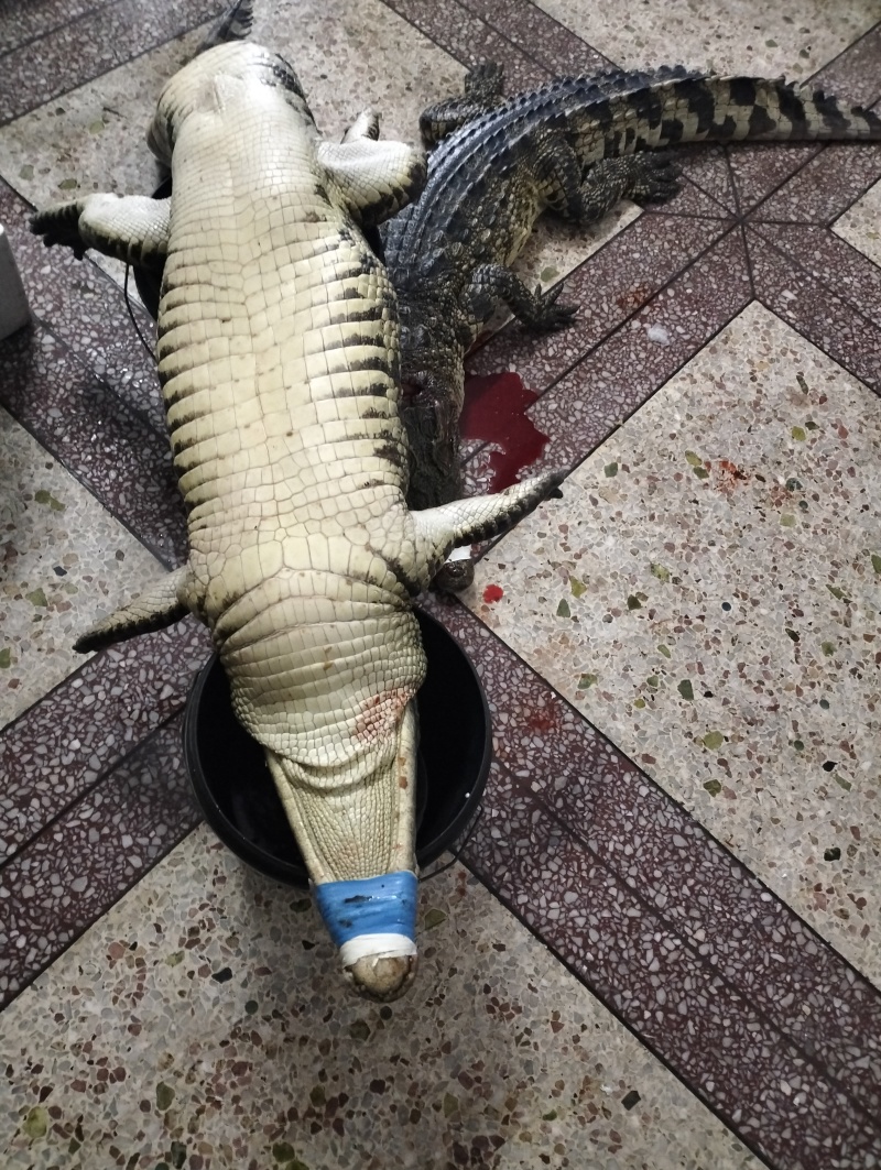 鳄鱼活体可处理