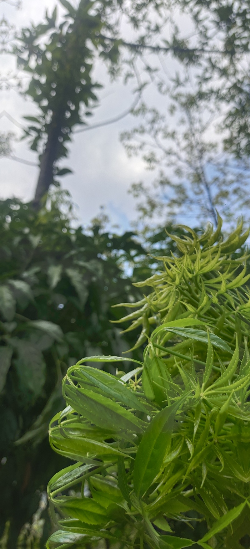 云南大树蔬菜——火林菜（鸡爪菜）
