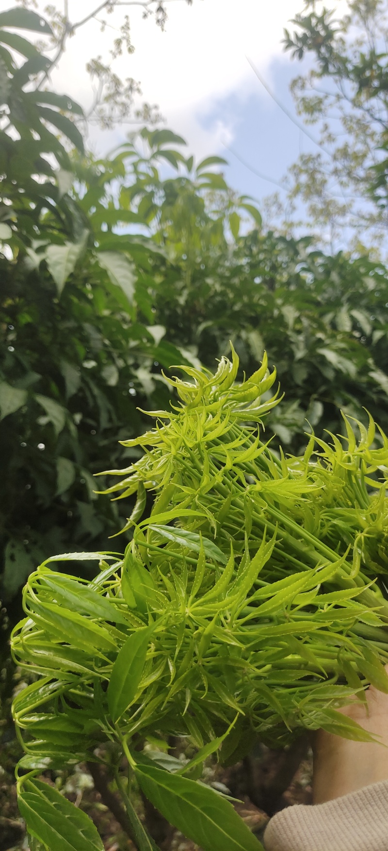 云南大树蔬菜——火林菜（鸡爪菜）