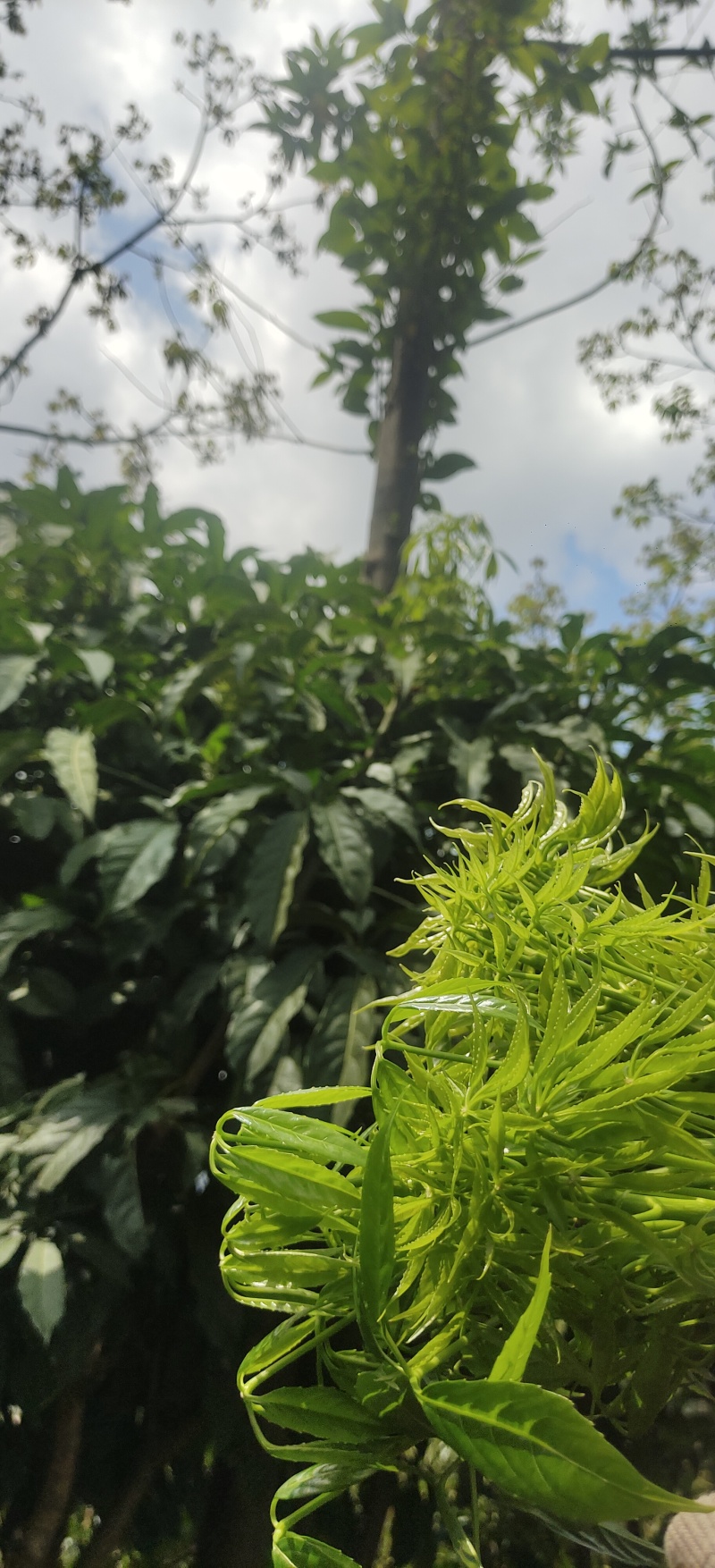 云南大树蔬菜——火林菜（鸡爪菜）