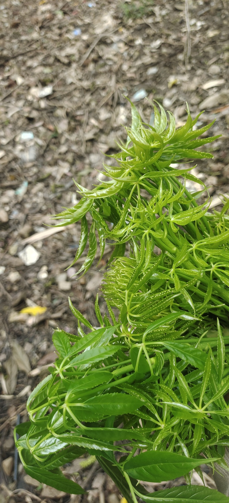 云南大树蔬菜——火林菜（鸡爪菜）