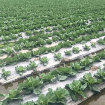 揭阳砲台包菜
