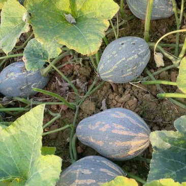 大量漂亮香芋南瓜