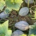 大量漂亮香芋南瓜