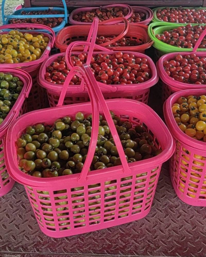 千禧圣女果