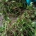 一支箭新鲜现货