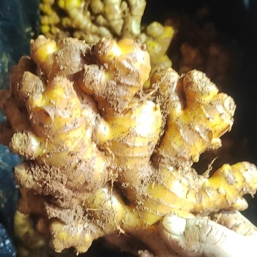 各种各样的姜