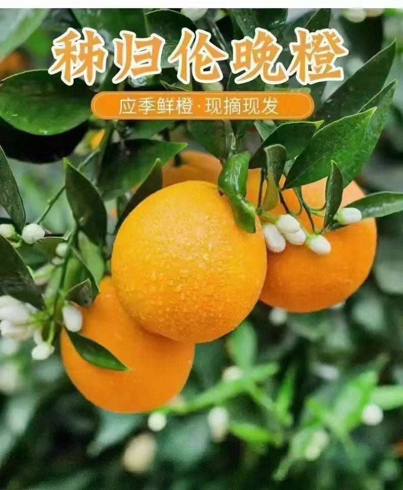秭归脐橙