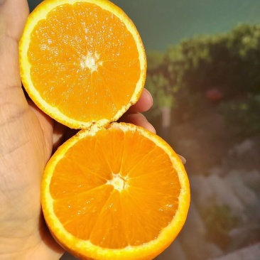 秭归脐橙