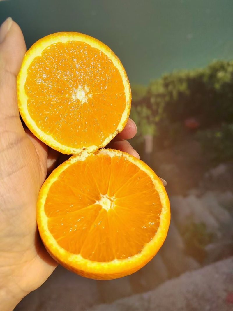 秭归脐橙