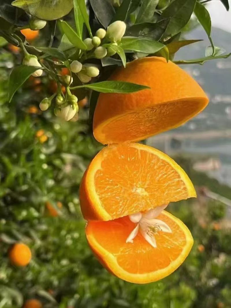 秭归脐橙