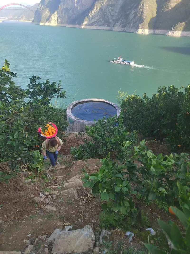 秭归脐橙