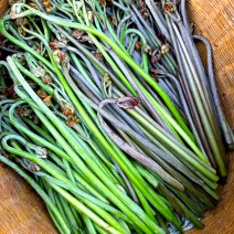 野生蕨菜，量大，电话联系