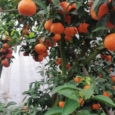 沙糖桔