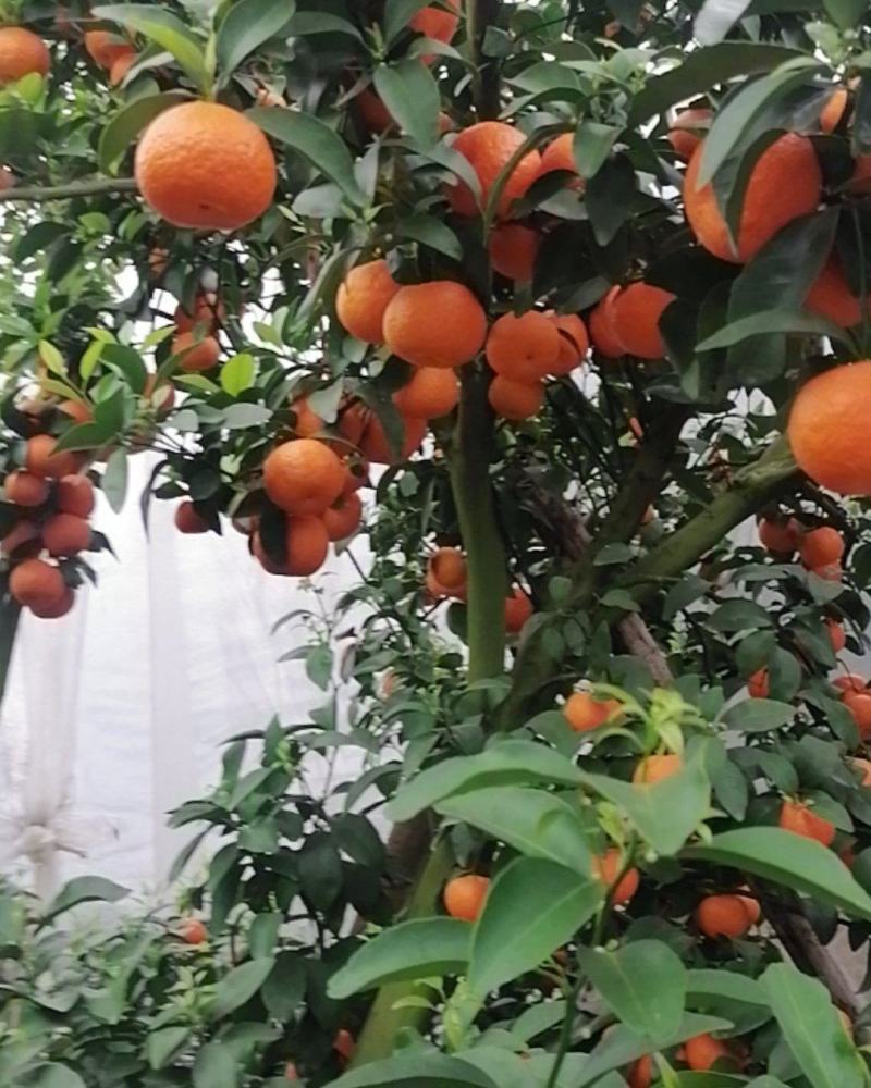 沙糖桔
