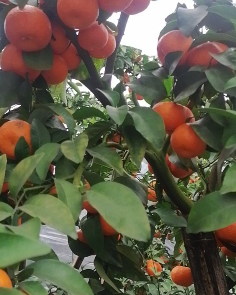 沙糖桔