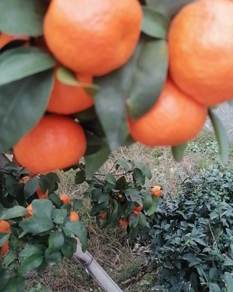 沙糖桔