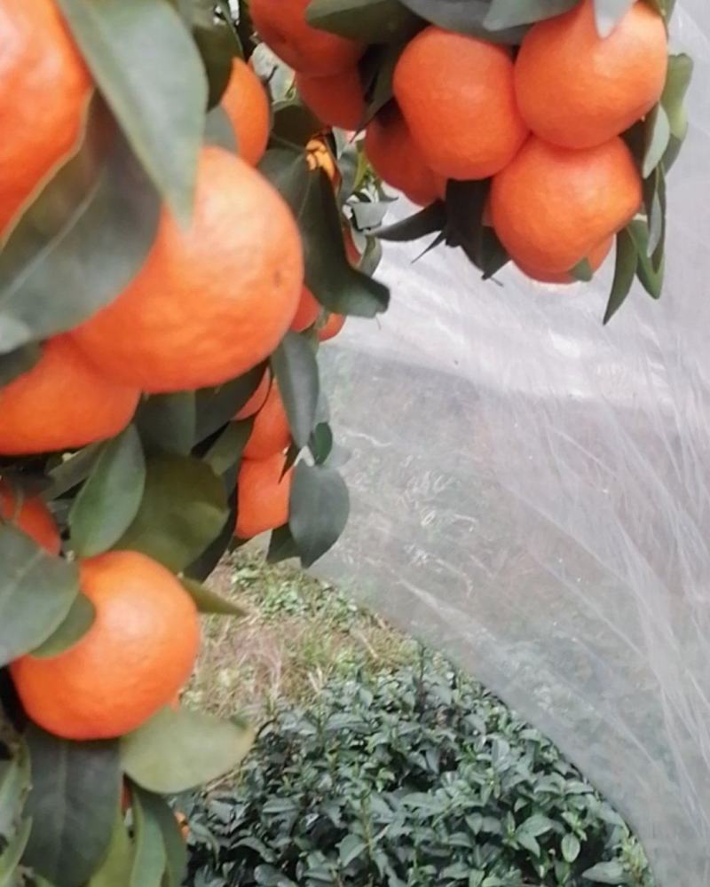 沙糖桔