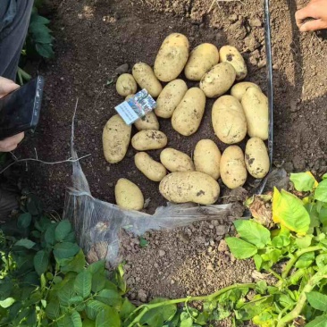 土豆大沃土，实验一号基地直发品质保证