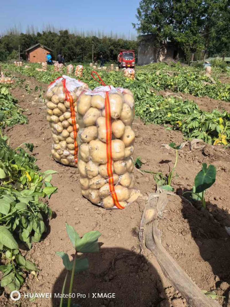 土豆大沃土，实验一号基地直发品质保证