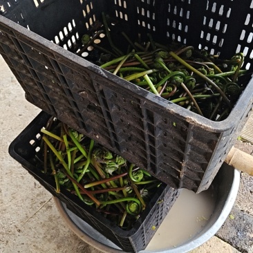贵州微菜