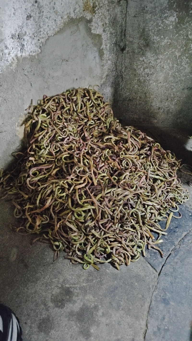贵州微菜
