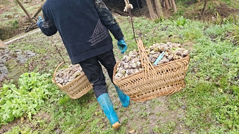 贵州微菜