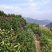 原产地代办，农家收的高山龙井，不经过中间商，高品质绿茶。