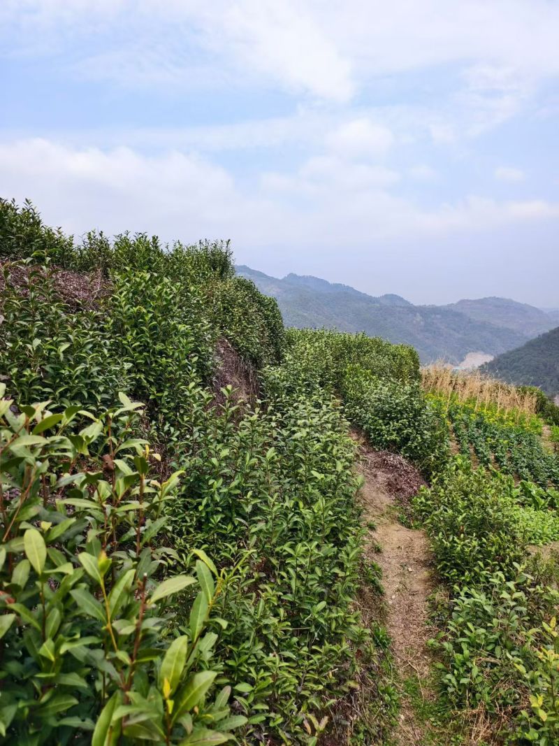 原产地代办，农家收的高山龙井，不经过中间商，高品质绿茶。