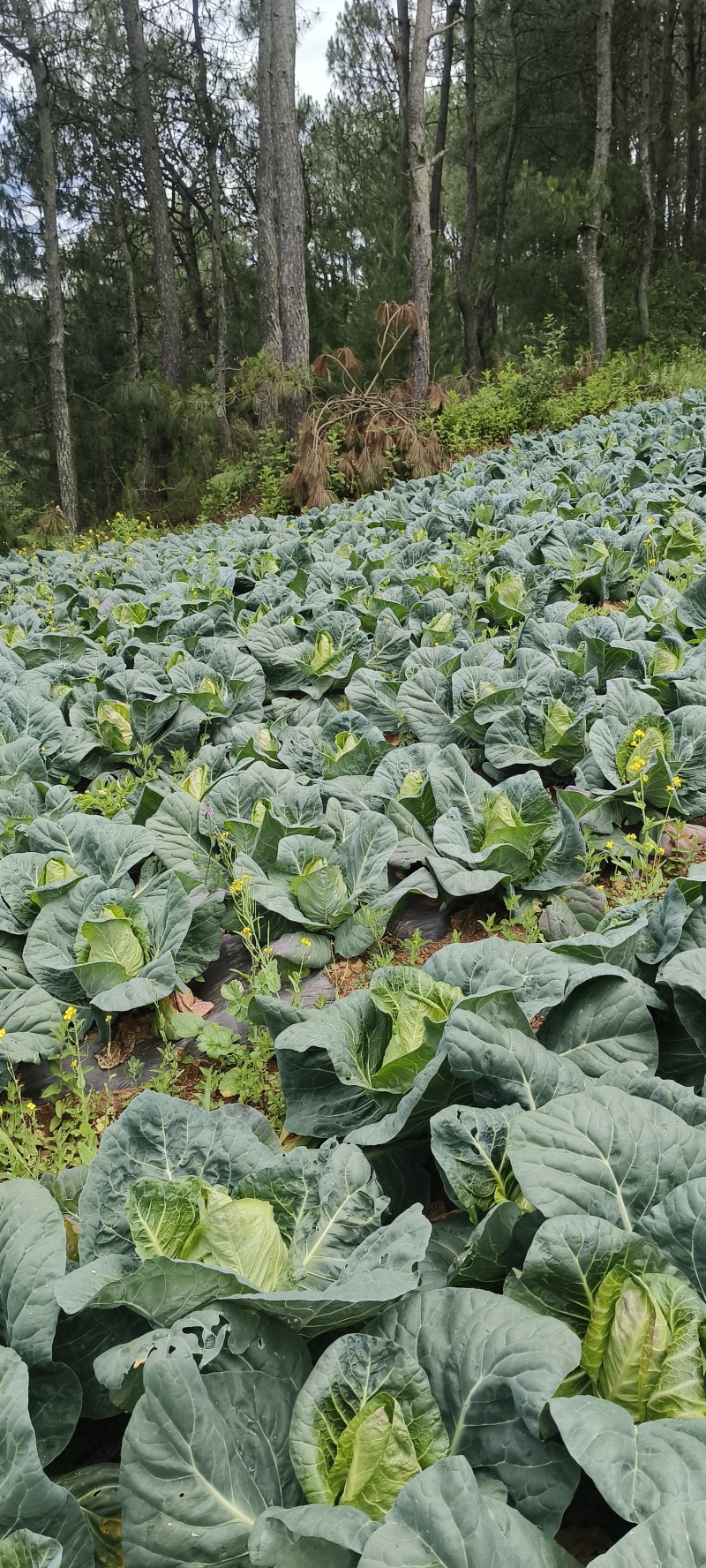 高山牛心甘蓝翠绿深绿色好卖口感好