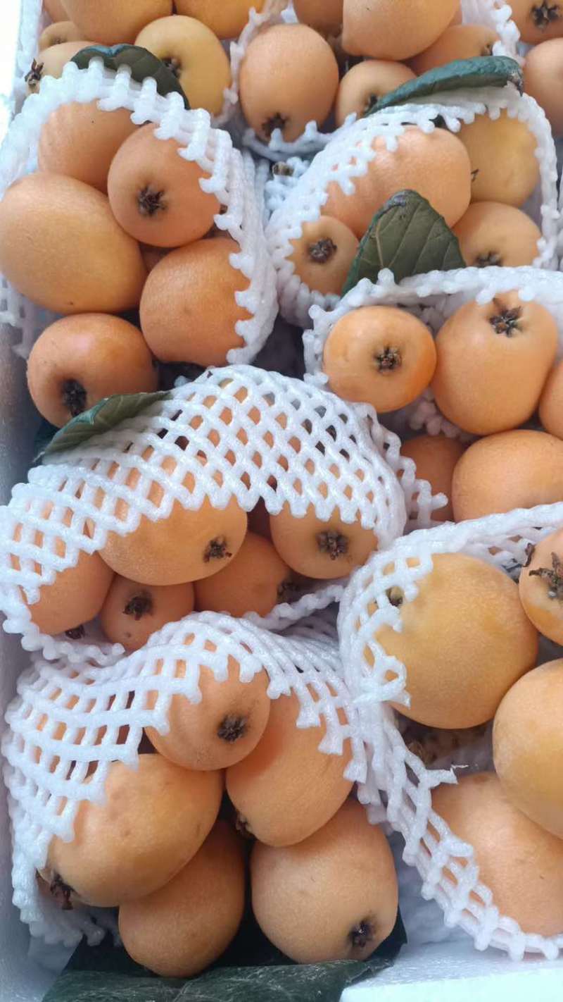 枇杷