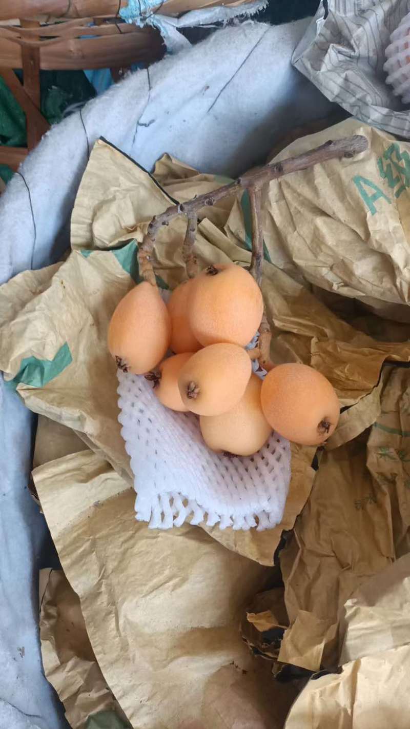 枇杷