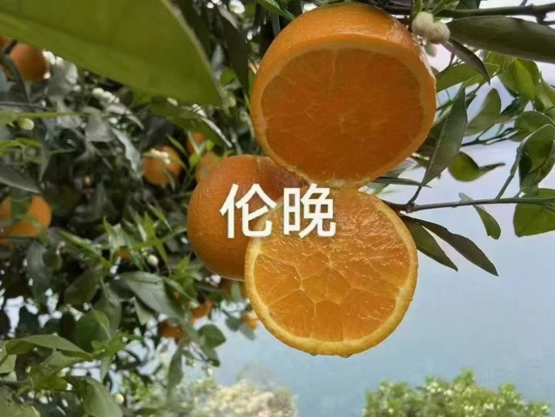 湖北宜昌秭归伦晚脐橙产地直发，保证质量