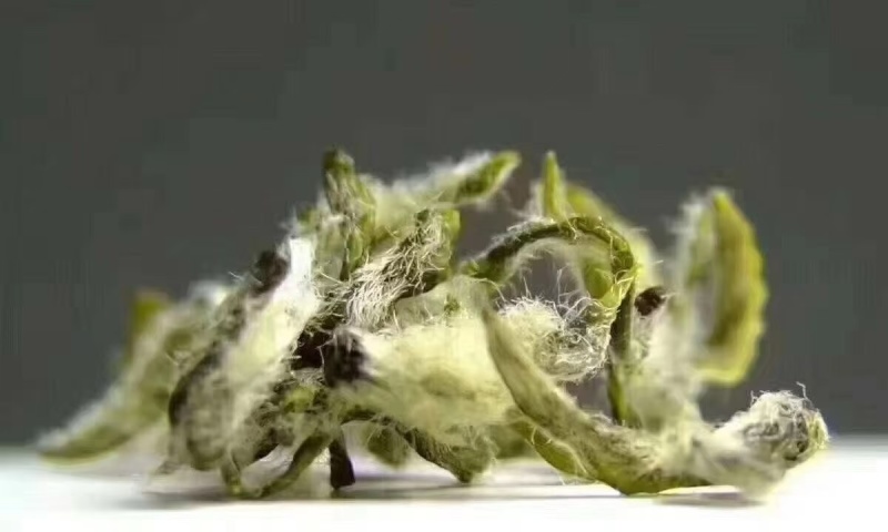 苏州洞庭碧螺春