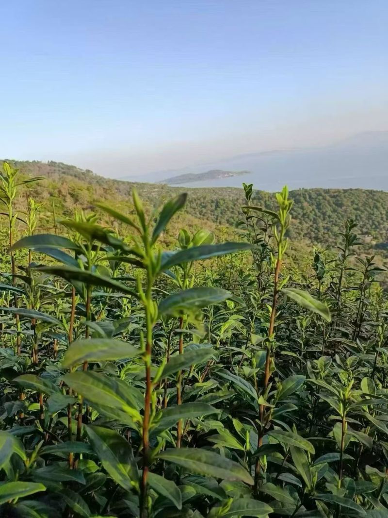 苏州洞庭碧螺春