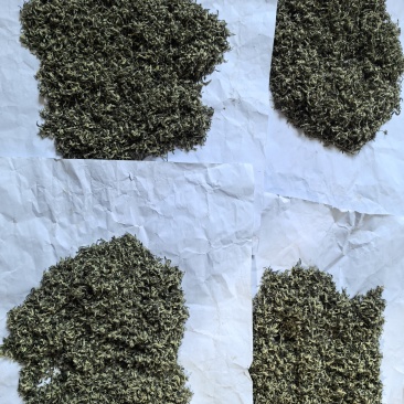 苏州洞庭碧螺春