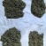 苏州洞庭碧螺春